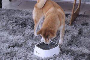 pet water dispenser